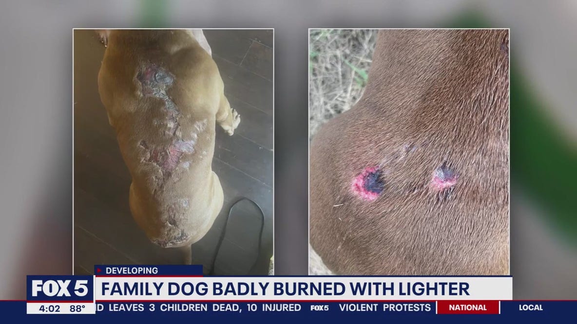 Fort Washington family's dog badly burned with lighter